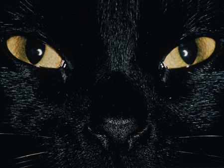 yeux de chat