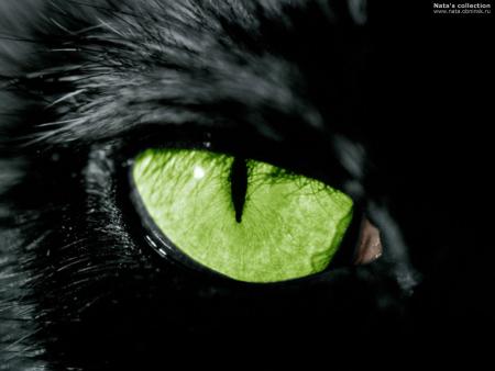 oeil de chat